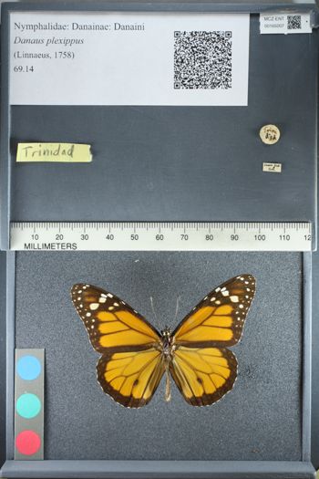 Media type: image;   Entomology 165007